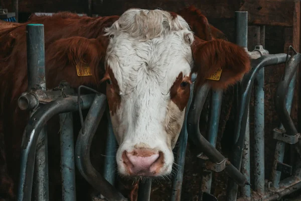 オーストリアの農場で美しい牛 — ストック写真