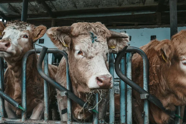 Avusturya 'da bir çiftlikte güzel inekler.