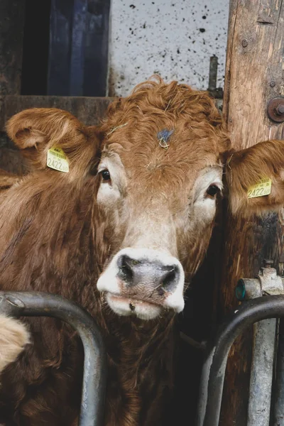 Prachtige Koeien Een Boerderij Oostenrijk — Stockfoto