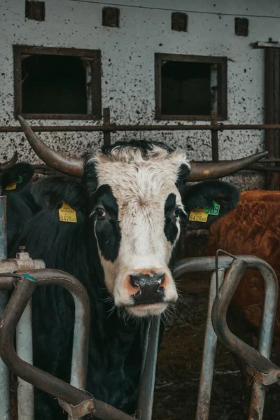 Avusturya Bir Çiftlikte Güzel Inekler — Stok fotoğraf