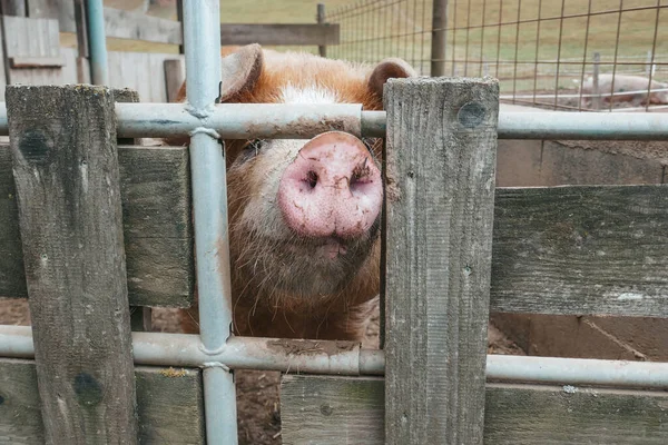 Cute Pigs Farm Austria — Stock Photo, Image