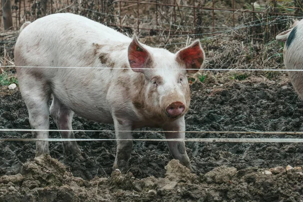 Cute Pigs Farm Austria — Stock Photo, Image
