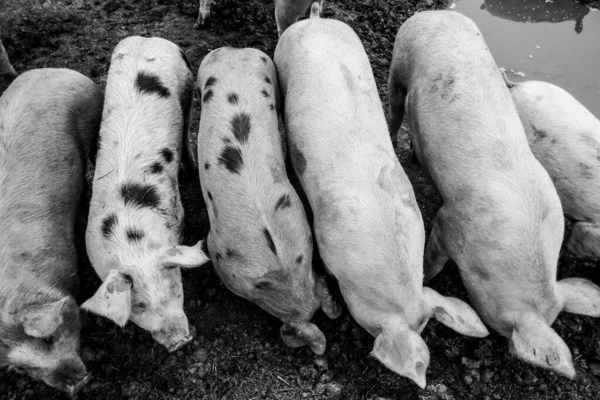 Cochons Mignons Dans Une Ferme Autriche — Photo