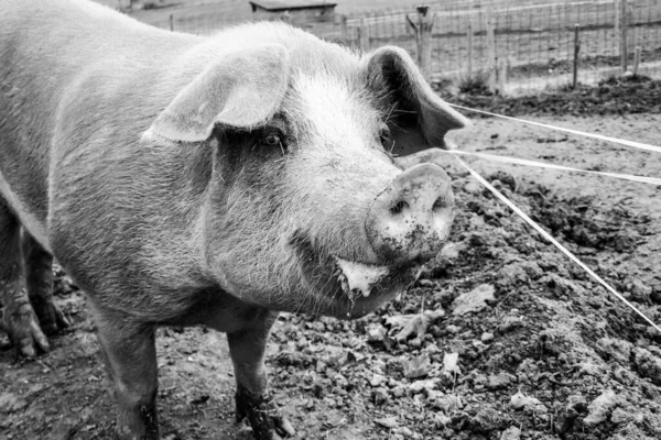 Милые Свиньи Ферме Австрии — стоковое фото