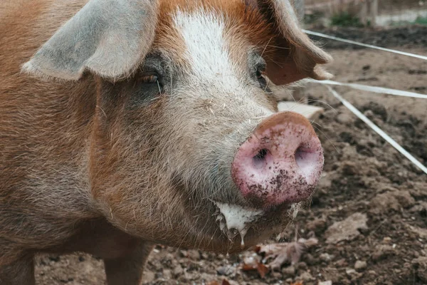 Lindos Cerdos Una Granja Austria —  Fotos de Stock
