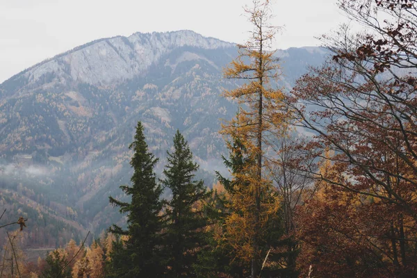 Schöner Herbstwald Laub Fällt Herbstberge Österreich — Stockfoto
