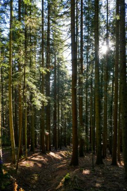Güneşli bir günde çam ağaçları olan güzel bir orman..