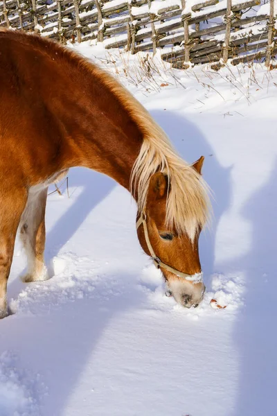 雪の中で美しい馬 農場の冬 農場の馬 — ストック写真