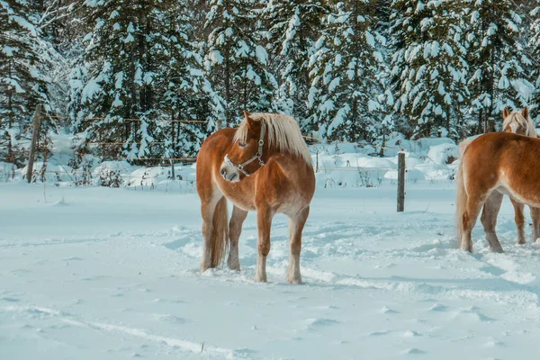 Piękne Konie Śniegu Zima Farmie Konie Farmie — Zdjęcie stockowe