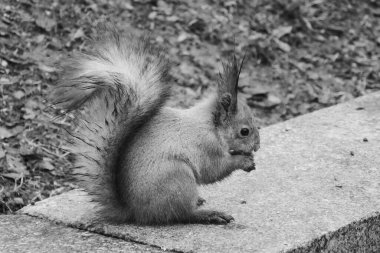 Güzel orman sincabı yaklaş. Parktaki fındıklı sincap..