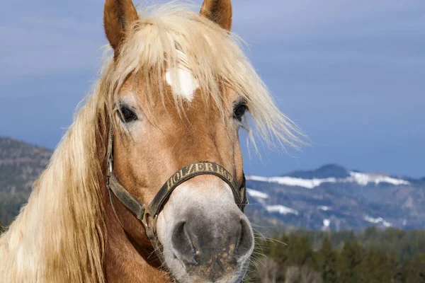 Hästar Gården Snön Vintern Gården Hästarna Bär Capes — Stockfoto