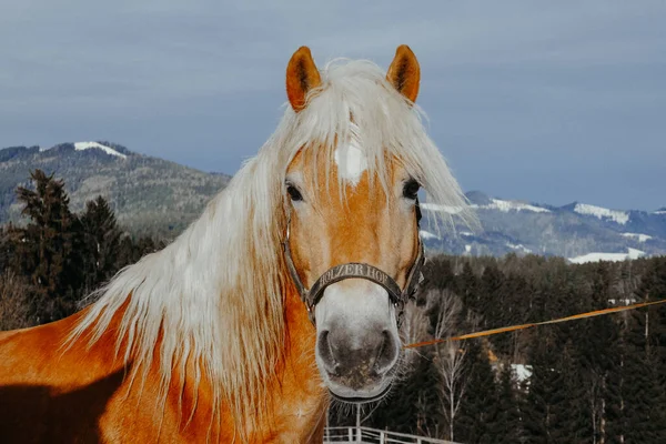 雪の中で農場の馬 農場の冬には 馬の岬を着ている — ストック写真