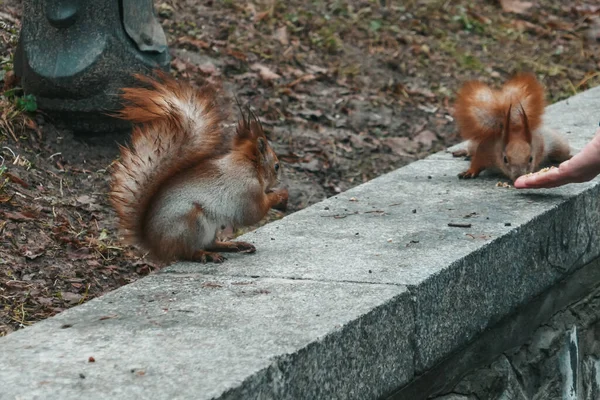 Hermosa Ardilla Del Bosque Cerca Ardilla Parque Con Una Nuez —  Fotos de Stock