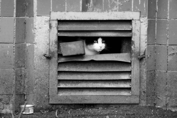 Cute Homeless Cat Lives Street — Foto Stock
