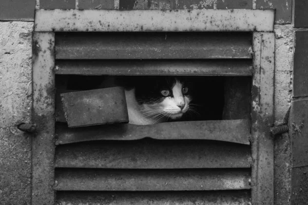 Cute Homeless Cat Lives Street — Foto Stock