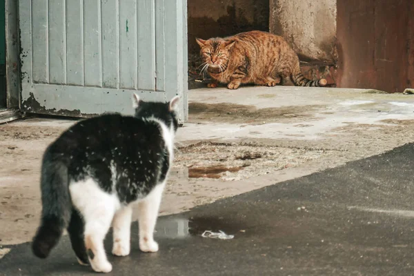 Cute Homeless Cat Lives Street — 图库照片
