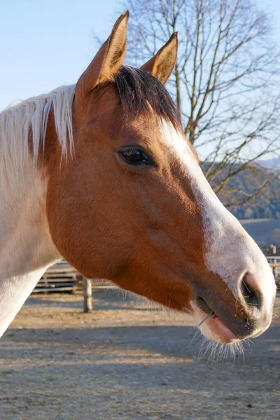 Mooie Paarden Boerderij Paardenportret — Stockfoto