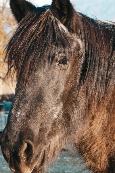 Piękne Konie Farmie Portret Konia — Zdjęcie stockowe