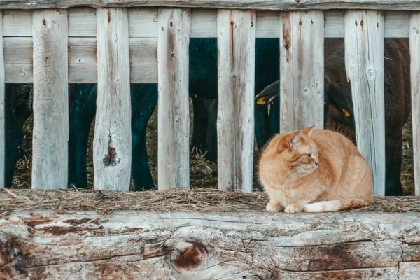 Schöne Rote Katze Auf Dem Bauernhof Die Raubkatze Spielt Draußen — Stockfoto