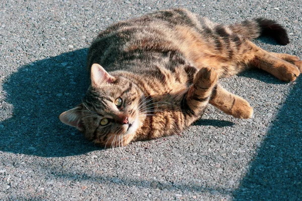 Bellissimo Gatto Rosso Strada Nella Fattoria Grande Gatto Sta Giocando — Foto Stock