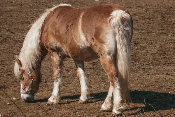 農場で美しい馬 馬の肖像 — ストック写真