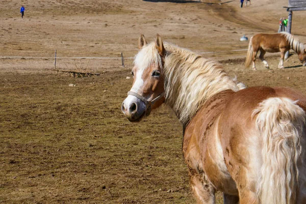 農場で美しい馬 馬の肖像 — ストック写真