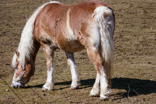 農場で美しい馬 馬の肖像 — ストック写真