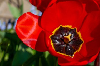 Kırmızı lale çiçeği yakın plan.