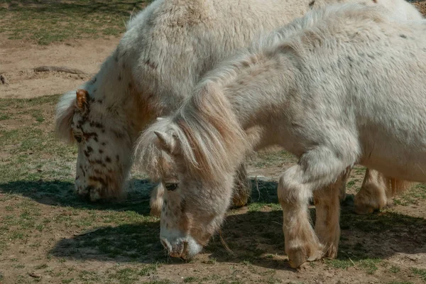 Niedliche Weiße Ponys Auf Dem Bauernhof — Stockfoto