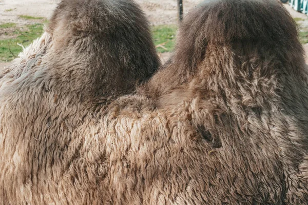 Två Kamelpucklar Nära Håll Kamelull — Stockfoto