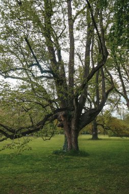 Parktaki büyük güzel ağaç..