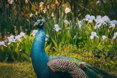 Parkta güzel bir tavus kuşu yürüyor. Doğadaki bir tavus kuşu büyük bir kuyruk yaymış..