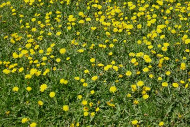 Yeşil çimenli arka plan ve karahindiba yakın plan.