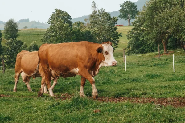 Grandes Vacas Numa Quinta Áustria Vacas Alpinas Fazenda — Fotografia de Stock