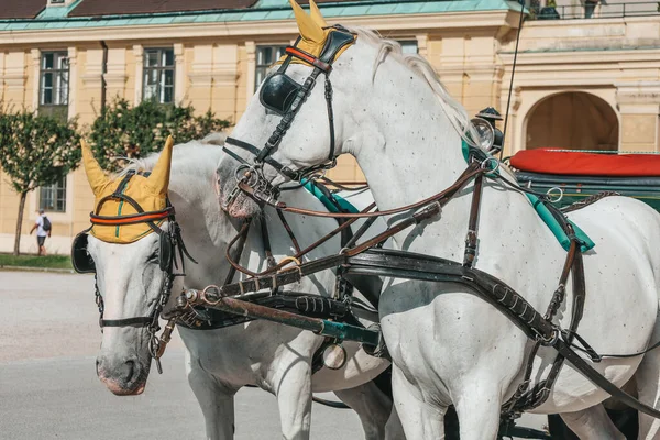 Cavalli Con Carrozza Vienna Fiacra Cavalli Cavalcare Persone Nel Parco Immagini Stock Royalty Free