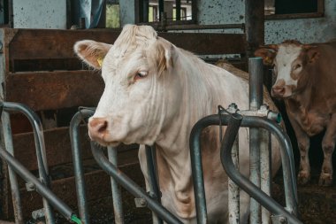 Cows on a farm in Austria, Alpine cows.