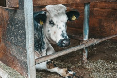 Cows on a farm in Austria, Alpine cows.