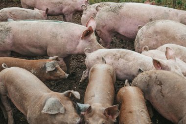 Pigs on a farm in Austria. Big pink pigs in the mud.
