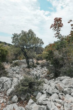 Olive tree garden in Croatia, Olive trees in the south by the sea.