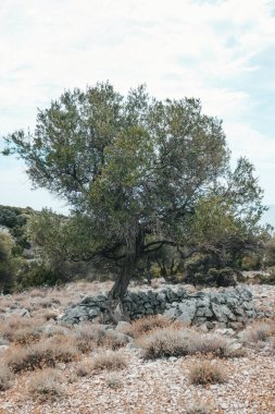 Olive tree garden in Croatia, Olive trees in the south by the sea.