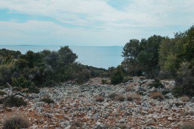 Olive tree garden in Croatia, Olive trees in the south by the sea.
