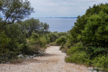 Olive tree garden in Croatia, Olive trees in the south by the sea.