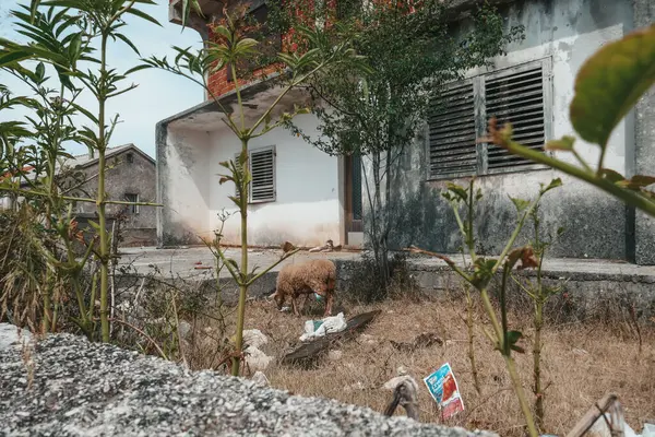 Beautiful old streets in Croatia. Architecture of southern Europe. Old sights and houses.
