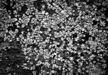 Gri taş arka plan yakın plan. Grunge biçiminde basit arkaplan.