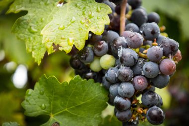 Üzüm bağlarının olduğu güzel bir arka plan. Güney Avusturya 'da üzüm bağları. Avusturya 'da turizm.