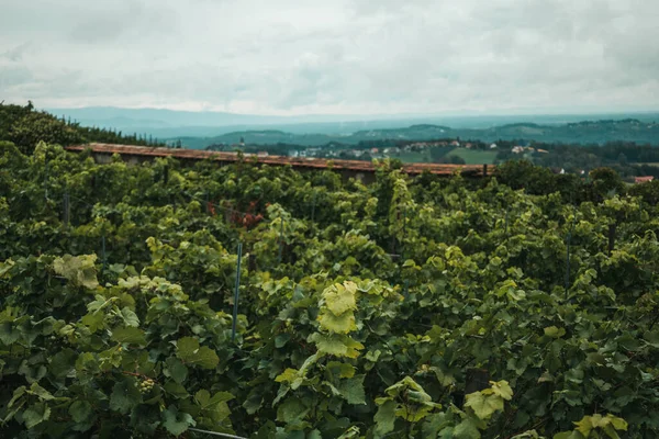 Riegersburg Styria Piękna Południowa Austria Piękny Alpejski Krajobraz Górski Winnicą — Zdjęcie stockowe