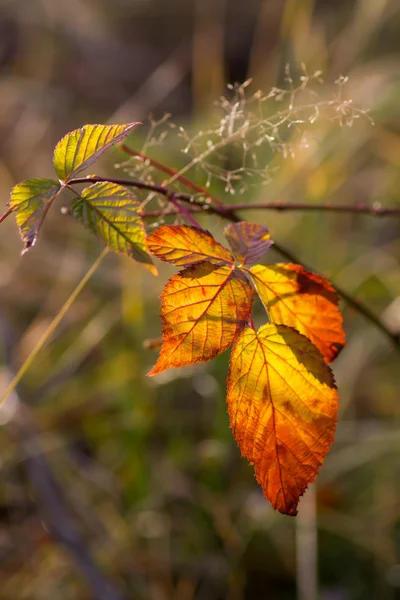 Foglie in autunno — Foto Stock