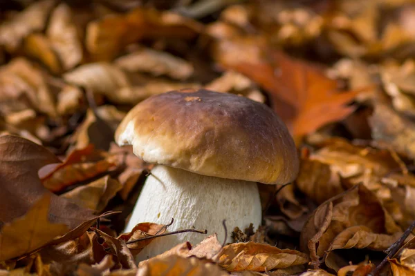 Mushroom — Stock Photo, Image