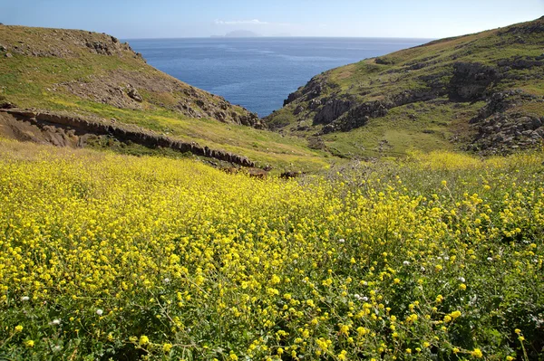 Yellow flowers, hills and ocean view — Stock Photo, Image