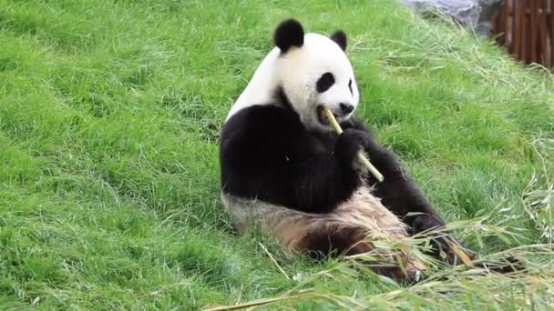 Big panda eating bamboo stalk — Stock Video